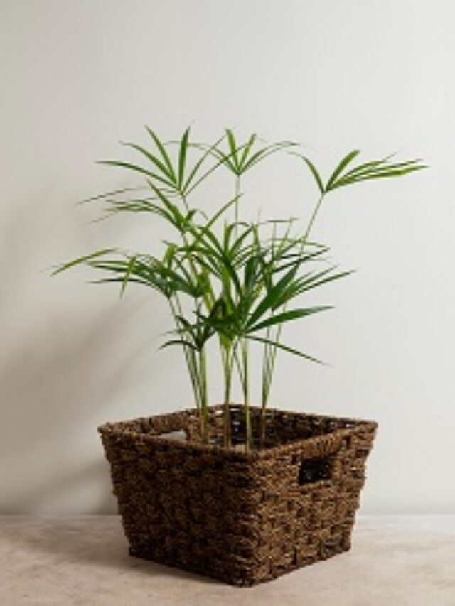How to Take Care of Spider Plants at Home Tips